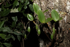 Dendrobium aemulum