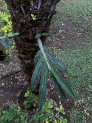 Galeandra