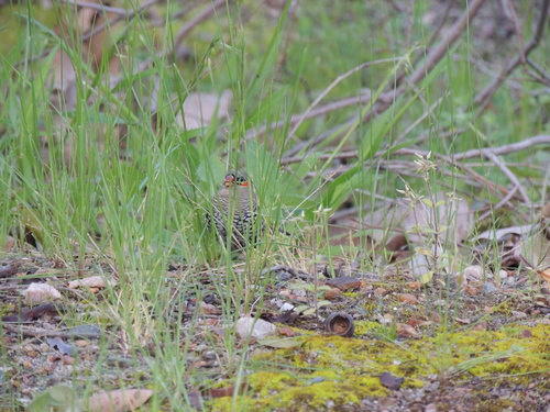 Red-eared Firetail (Stagonopleura oculata), photo 8