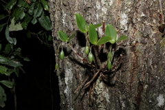 Dendrobium aemulum