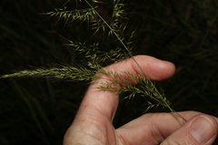 Dichelachne micrantha