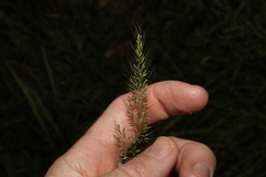 Dichelachne micrantha