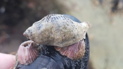 Acanthinucella punctulata