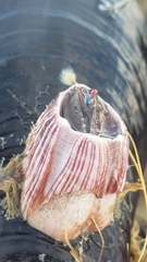 Megabalanus californicus