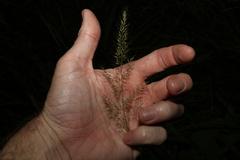 Dichelachne micrantha