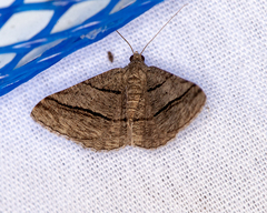 Digrammia continuata