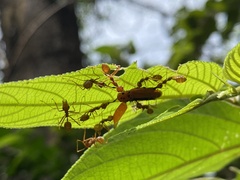 Bothrogonia addita
