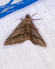 Digrammia continuata
