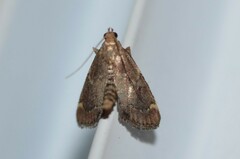 Hypsopygia intermedialis