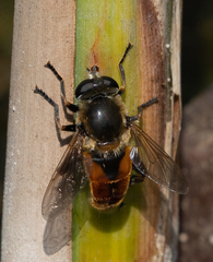Polydontomyia curvipes