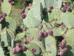 Opuntia robusta