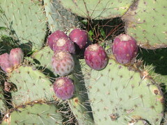 Opuntia robusta