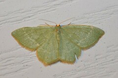 Thalera pistasciaria