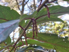 Stachyurus himalaicus