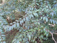 Stachyurus himalaicus