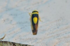 Colladonus clitellarius