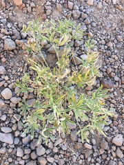 Lupinus caudatus caudatus