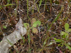 Hypochaeris glabra