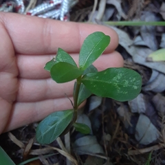 Alternanthera philoxeroides