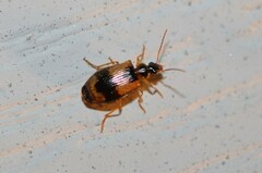 Lebia fuscata