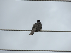 Eudynamys orientalis