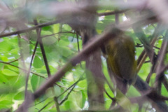 Picumnus innominatus