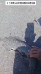 Pseudobatos planiceps