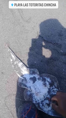 Pseudobatos planiceps