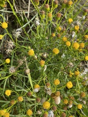 Senecio glossanthus
