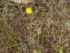 Hypochaeris glabra