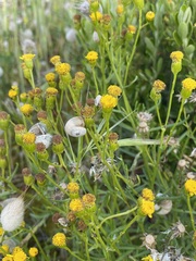 Senecio glossanthus