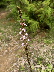 Stylidium armeria