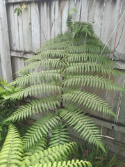 Cyathea medullaris