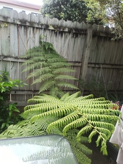Cyathea medullaris