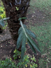 Galeandra