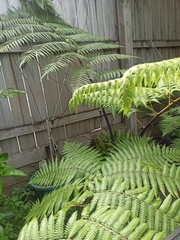 Cyathea medullaris