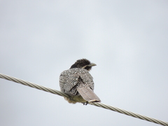 Eudynamys orientalis