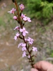 Stylidium armeria