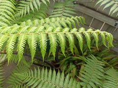 Cyathea medullaris