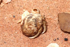 Coenobita variabilis