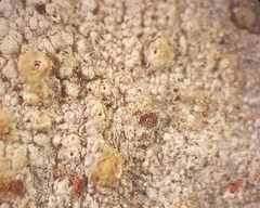 Ocellularia jacinda-arderniae