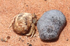 Coenobita variabilis