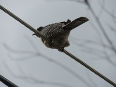 Eudynamys orientalis