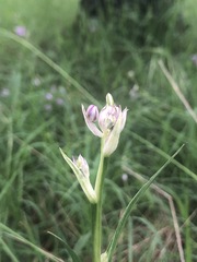 Liliales