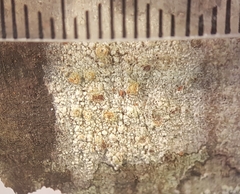 Ocellularia jacinda-arderniae