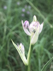 Liliales