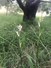Liliales