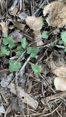 Maurandya antirrhiniflora