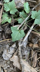 Maurandya antirrhiniflora