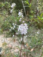 Prostanthera linearis